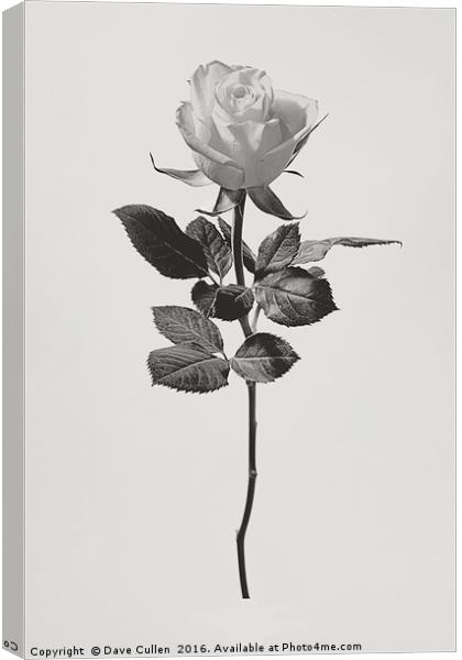 Single Rose Canvas Print by Dave Cullen