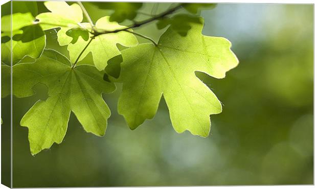 Summertime Leaves Canvas Print by Paul Fisher
