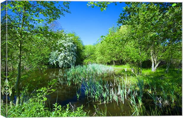 Fermyn Woods Pond Canvas Print by Paul Fisher