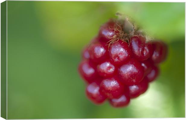 Unripe Blackberry Canvas Print by Paul Fisher