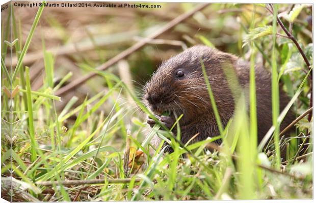 Water Vole Canvas Print by Martin Billard