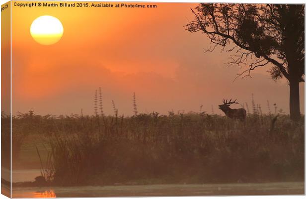  Red Stag At Dawn Canvas Print by Martin Billard