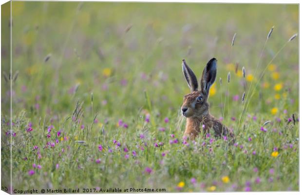 Hare In The Meadow Canvas Print by Martin Billard