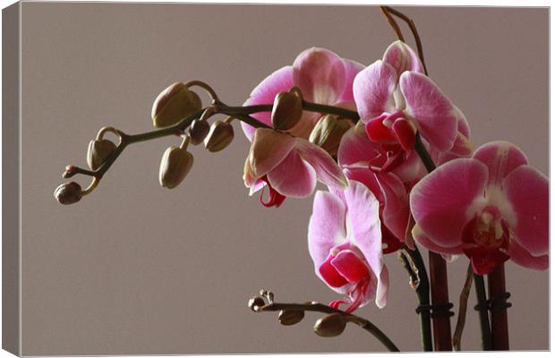 Orchids Canvas Print by Tanya Beaudry