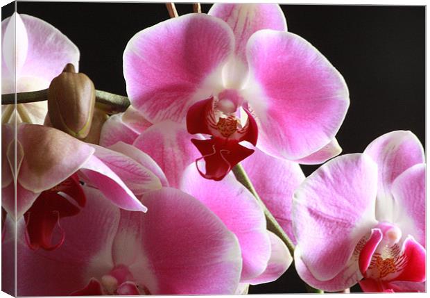 Orchid - Close Up Canvas Print by Tanya Beaudry