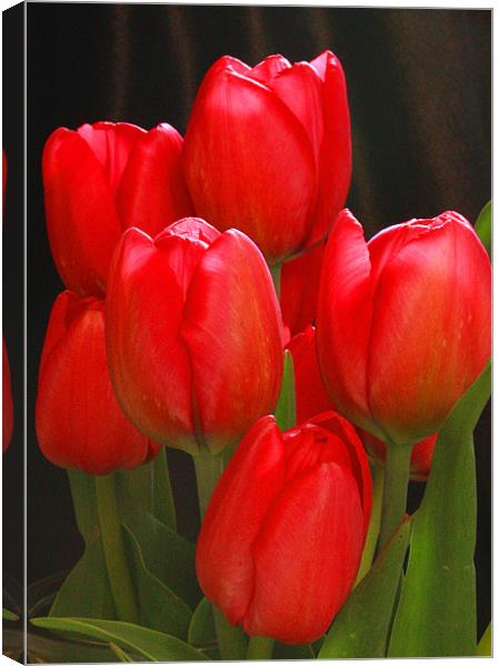 Tulip Bunch Canvas Print by Tanya Beaudry