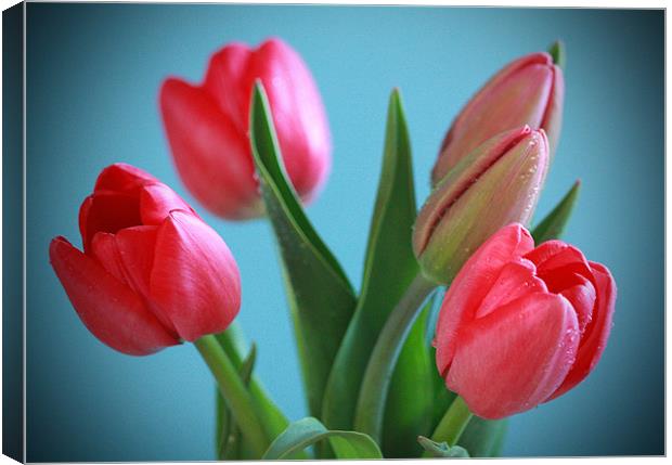 Blue Background Tulips Canvas Print by Tanya Beaudry