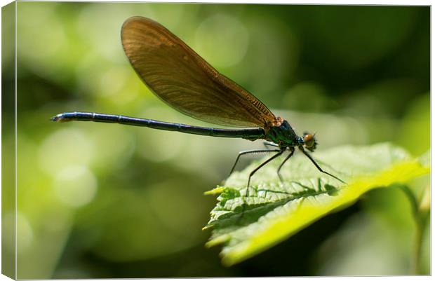  Dragonfly  Canvas Print by Andrew Richards
