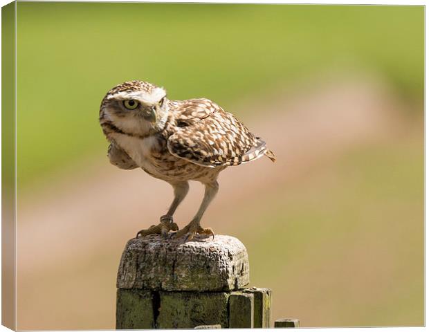  Burrowing owl Canvas Print by Andrew Richards