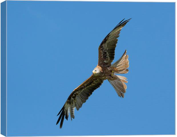  A red kite Canvas Print by Andrew Richards