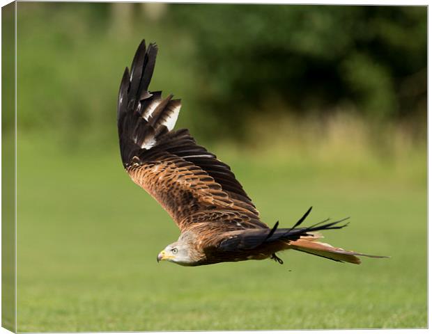  A red kite  Canvas Print by Andrew Richards