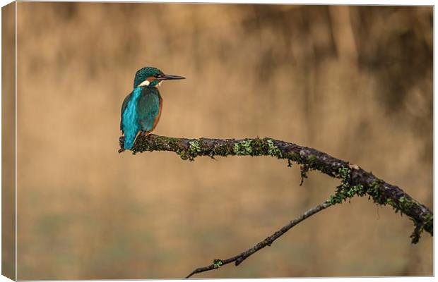 The kingfisher Canvas Print by Andrew Richards