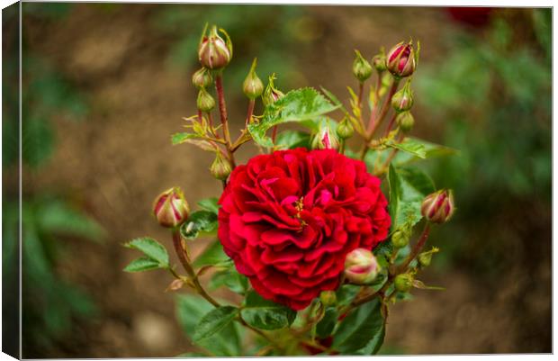 Rosebush Canvas Print by Andrew Richards