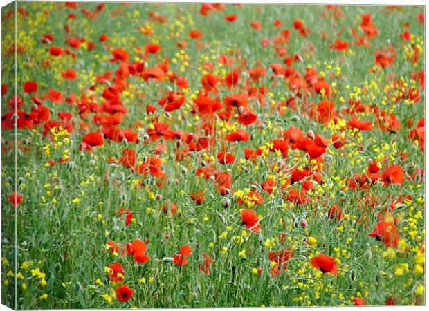 Poppies In Field Of Rapeseed Canvas Print by Noreen Linale