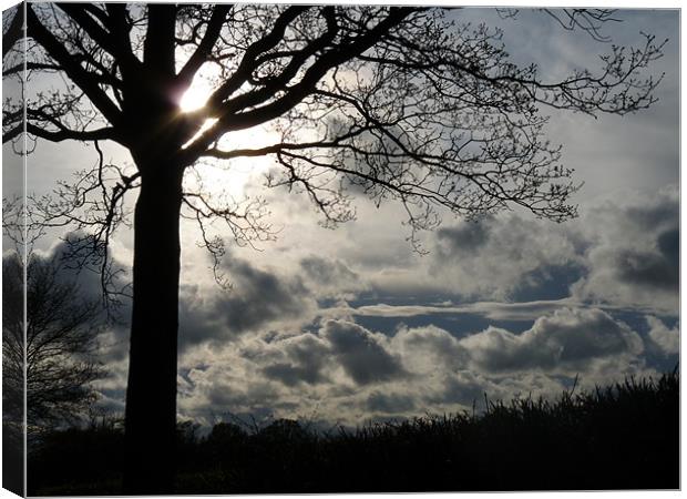 Sun In The Tree Canvas Print by Noreen Linale