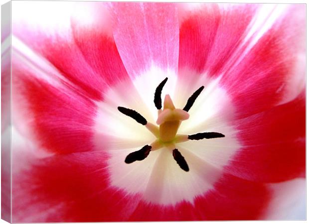 Pink And WhiteTulip Canvas Print by Noreen Linale