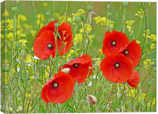 Red Poppies And Rapeseed Canvas Print by Noreen Linale