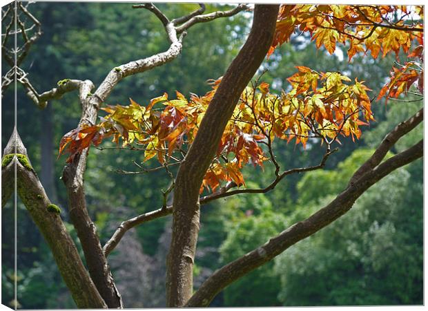 Leaves In Sunlight Canvas Print by Noreen Linale