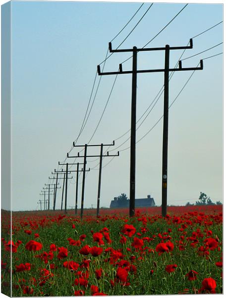Wild Poppies And Telegraph Poles Canvas Print by Noreen Linale