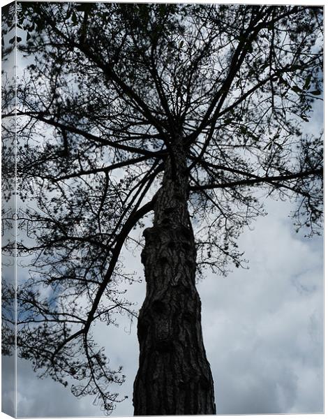Lone Tree Canvas Print by Noreen Linale