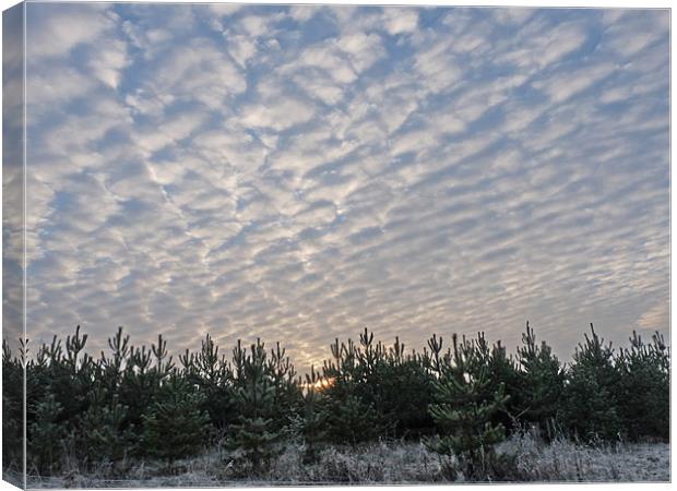 Winter Morning Sunrise Canvas Print by Noreen Linale