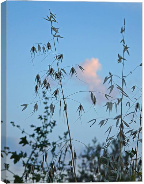 Tall Grass Canvas Print by Noreen Linale