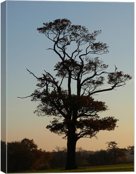 The Tree And The Hawk Canvas Print by Noreen Linale