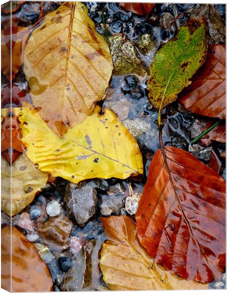 Autumn Leaves Canvas Print by Noreen Linale
