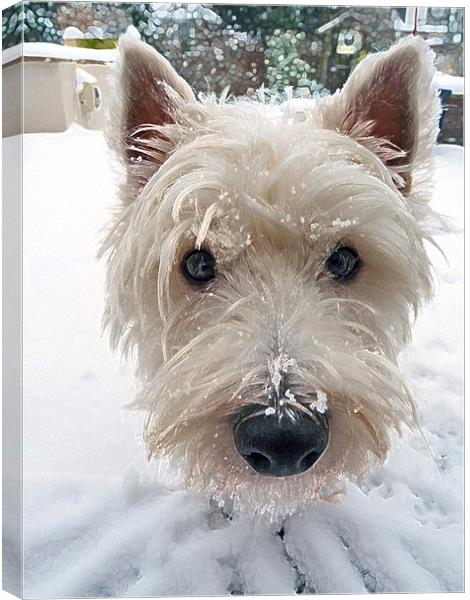 Our Westie Canvas Print by Noreen Linale