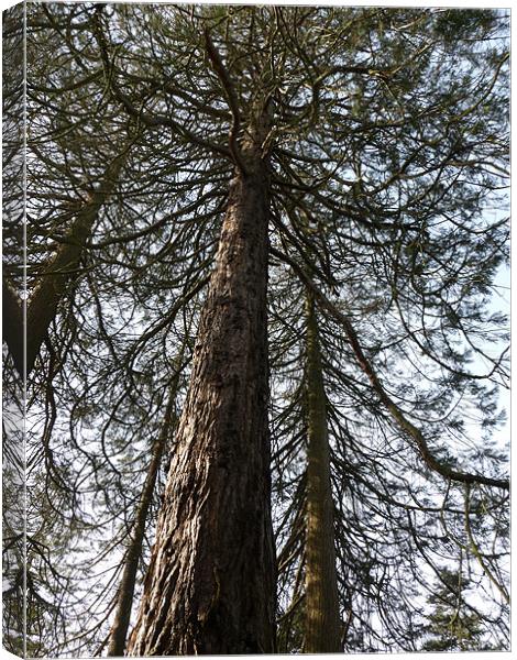 Huge Tree Canvas Print by Noreen Linale