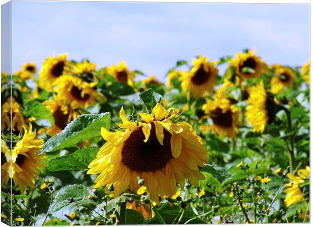 Sunflower Field Canvas Print by Noreen Linale