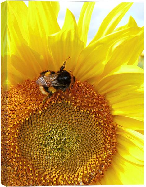 Sunflower Bumble Bee Canvas Print by Noreen Linale