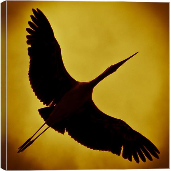 Painted stork Canvas Print by Ray Shiu