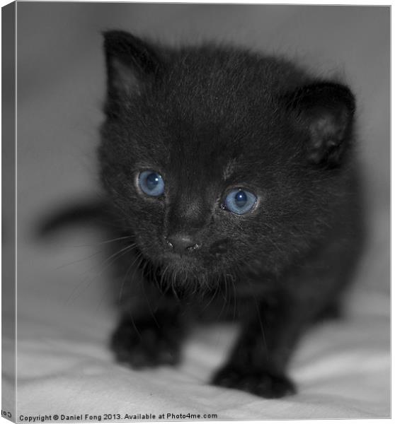 Cute pure black kitten Canvas Print by Daniel Fong