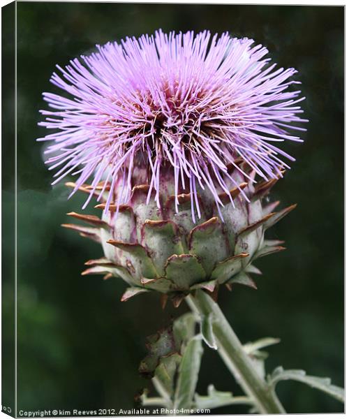 cardoon Canvas Print by kim Reeves