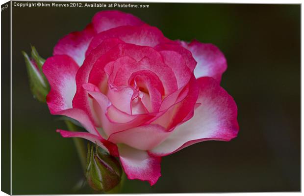 Rose Canvas Print by kim Reeves