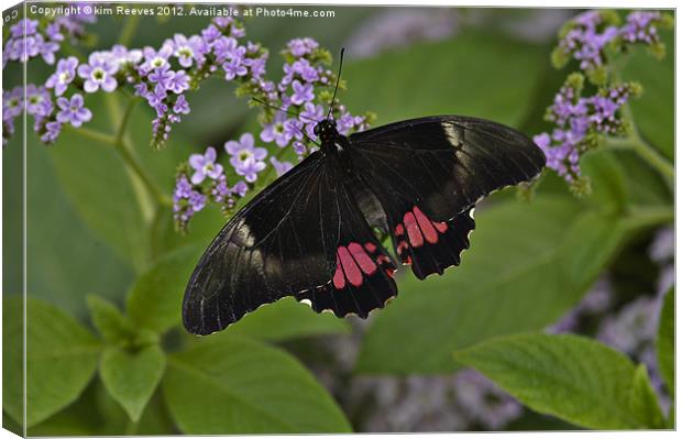Scarlet swallowtail Canvas Print by kim Reeves