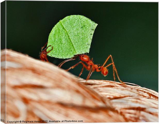 Leafcutter Ants Canvas Print by Reginald Hood