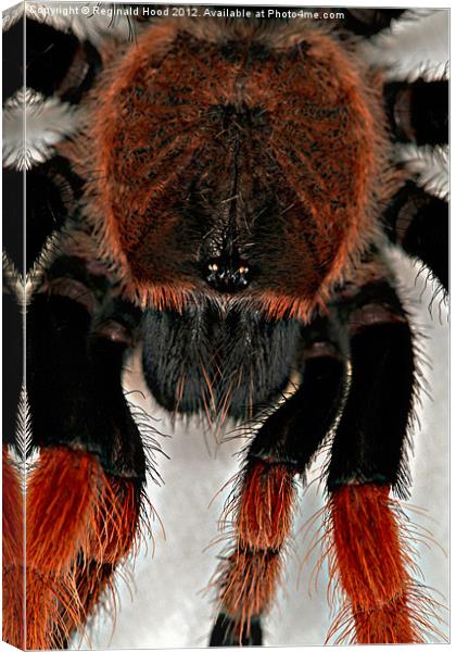 Mexican Red Knee Tarantula Canvas Print by Reginald Hood