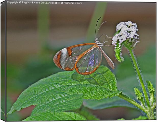 Glasswing Butterfly Canvas Print by Reginald Hood