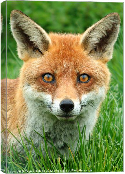 Red Fox Canvas Print by Reginald Hood
