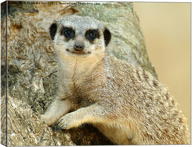 meercat Canvas Print by Reginald Hood