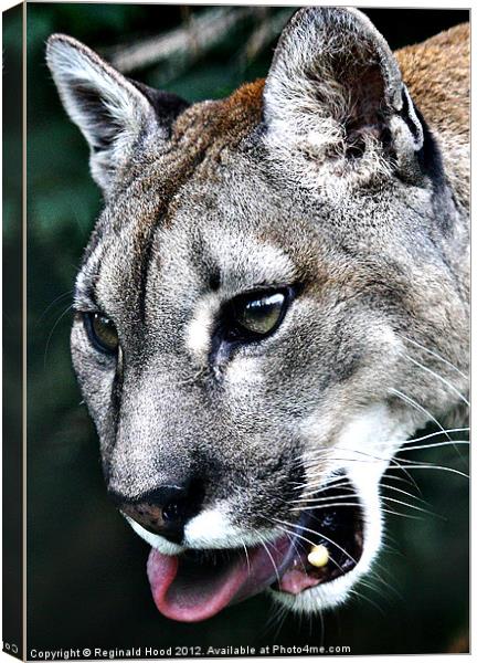 Puma Canvas Print by Reginald Hood