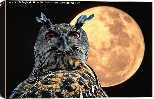 owl Canvas Print by Reginald Hood