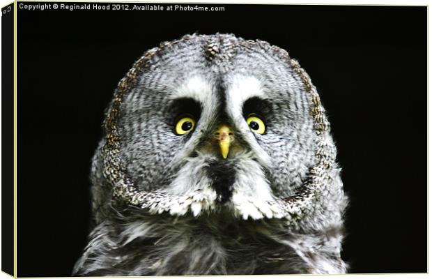 great grey owl Canvas Print by Reginald Hood