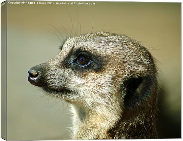 meercat Canvas Print by Reginald Hood