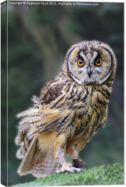 tawny owl Canvas Print by Reginald Hood
