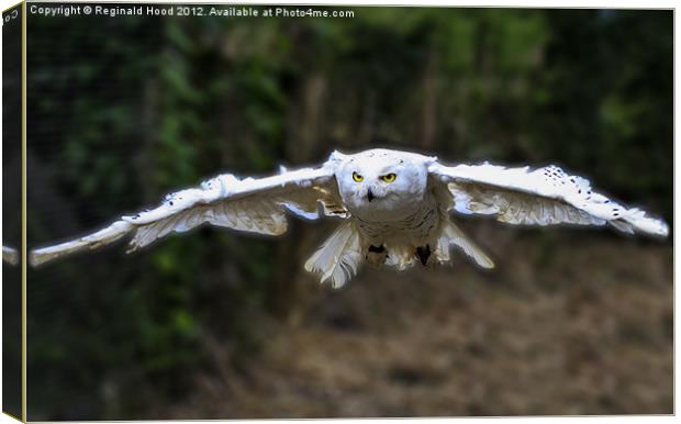 snowy owl Canvas Print by Reginald Hood