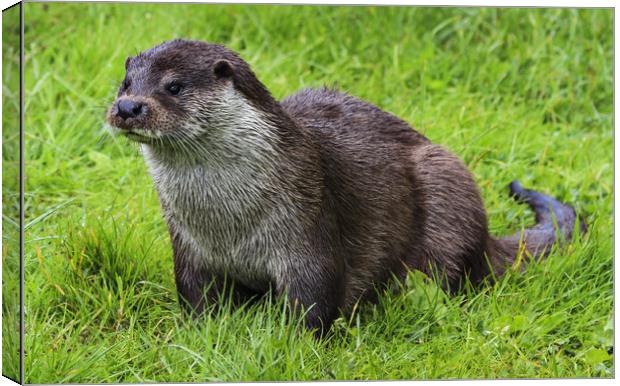 Otter Canvas Print by Reginald Hood