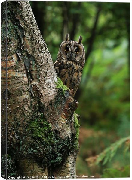 Long Eared Owl Canvas Print by Reginald Hood